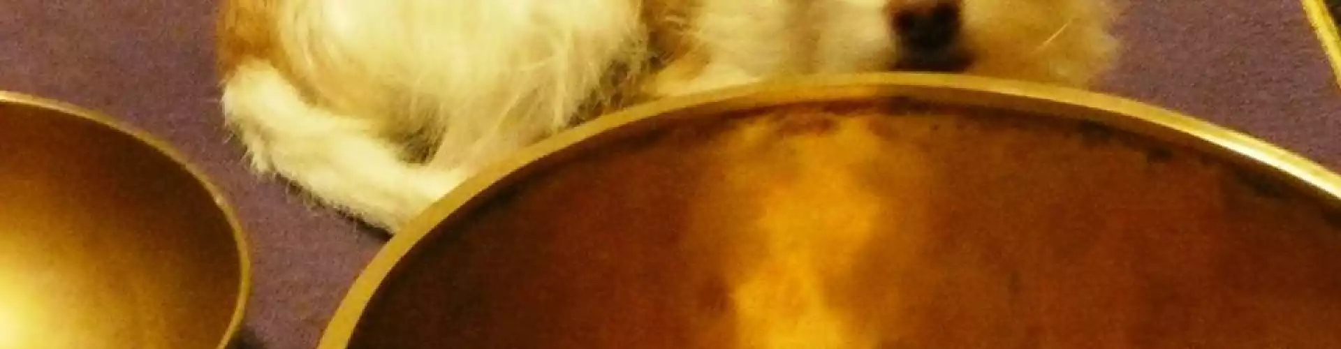 Tibetan Bowl Sound Healing for Your Pets